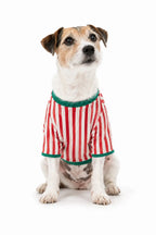 Small dog wearing a red and white vertical-striped pajama shirt with green neckline and sleeve trim.