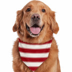 Golden retriever wearing a red and white wide-striped dog bandana against a white background.