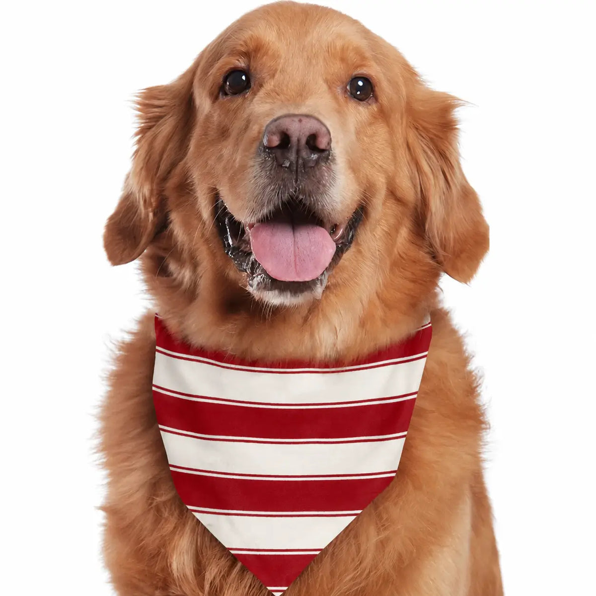 Golden retriever wearing a red and white wide-striped dog bandana against a white background.